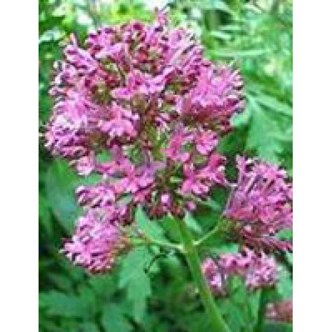 TSA VALERIANA OFFICINALIS 50ML TSA VALERIANA OFFICINALIS 50ML